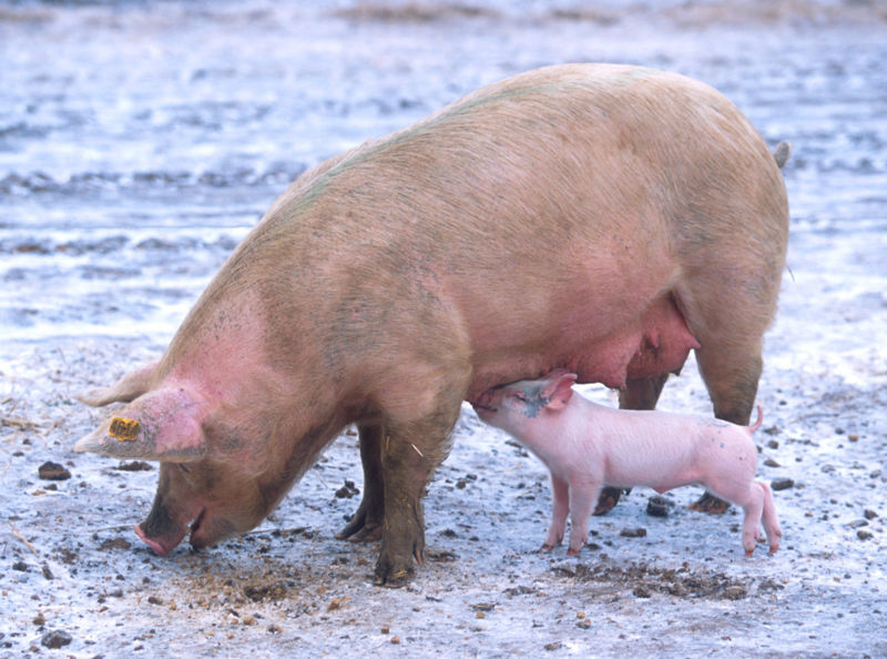 http://commons.wikimedia.org/wiki/Image:Sow_with_piglet_1.jpg