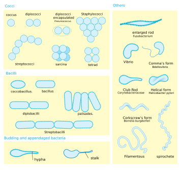 Several different morphologies of bacteria.