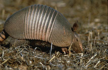 Armadillo, the only other organism besides human capable of contracting the disease.