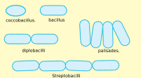 Mycobacterium leprae is rod-shaped bacillus.