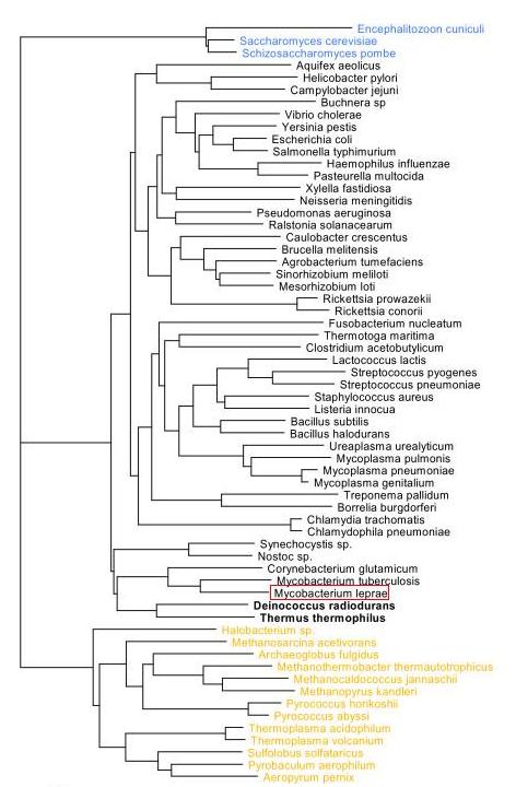 A bacteria-specific phylogenetic tree.