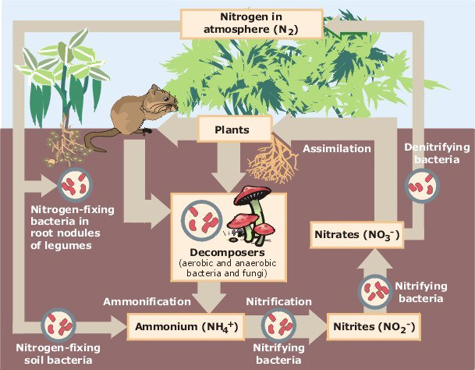 A view of the nitrogen cycle.