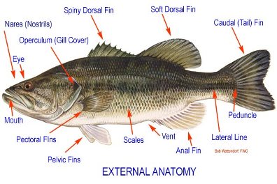 External Anatomy 