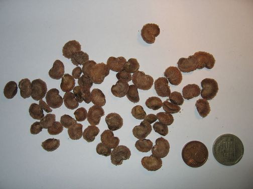Original photo found at http://commons.wikimedia.org/wiki/Image:Camucamu_seeds.jpg