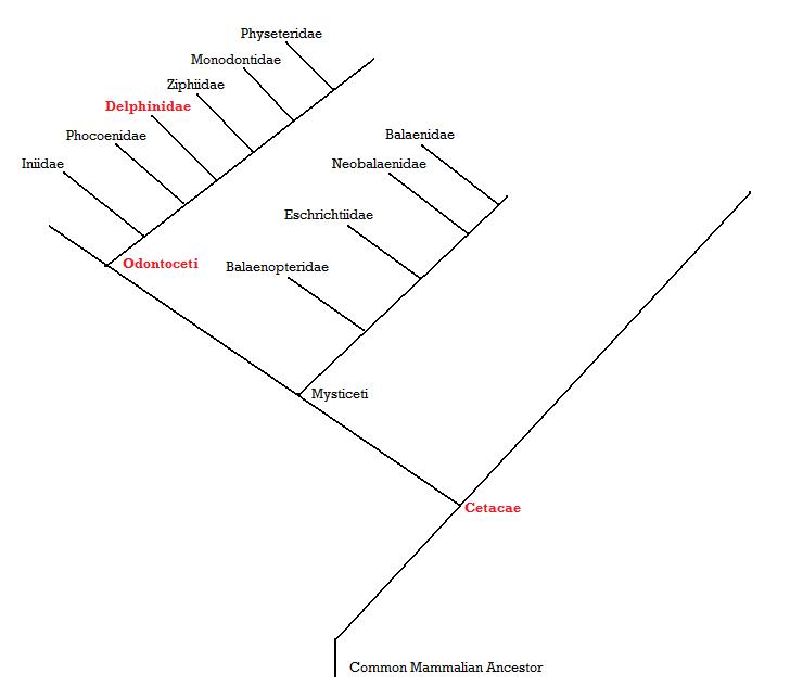 Phylogenetic tree made by Becky Kerr