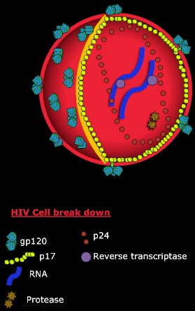 HIV key courtesy of Nicholas Tyloch