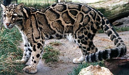 Clouded Leopard photo