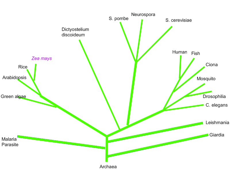 Phylogenetic Tree of Zea mays