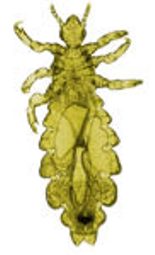 An adult form of human lice, photo courtesy of CDC.