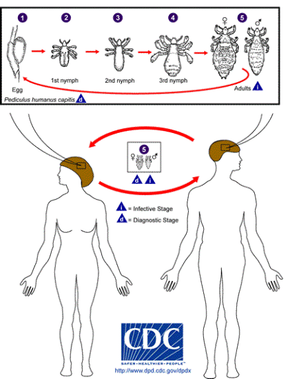 The life cycle of human lice, photo courtesy of CDC.