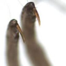 The claws that lice use to hook onto their host, photo courtesy of CDC.