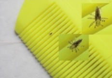 A specialized comb used to remove head lice, photo courtesy of ®Jørgensbyes. 