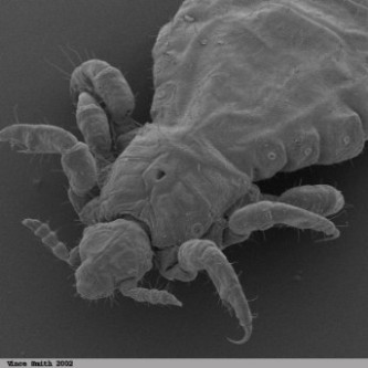 A close look at a louse, photo courtesy of Vince Smith.