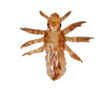 The nymph form of human lice, photo courtesy of CDC.