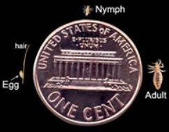 Nits, nymphs, and adult lice compared to a penny, photo courtesy of CDC.