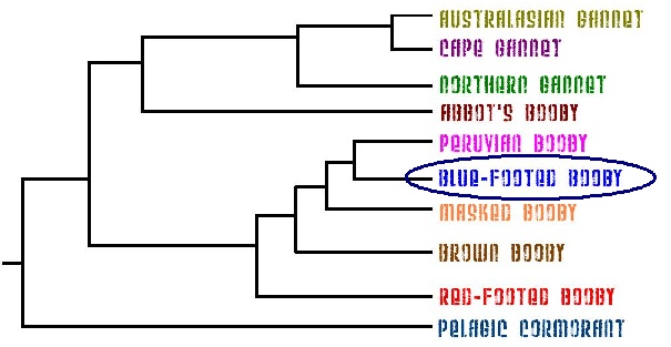 based on figure in "Phylogeny and Evolution of the Sulide (Aves: Pelecaniformes): A Test of Alternate Modes of Speciation" by V.L. Friesen and D.J. Anderson