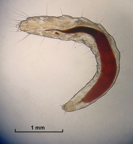 Flea larva found on public domain\wikipedia.org