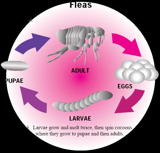 stages of fleas life cycle
