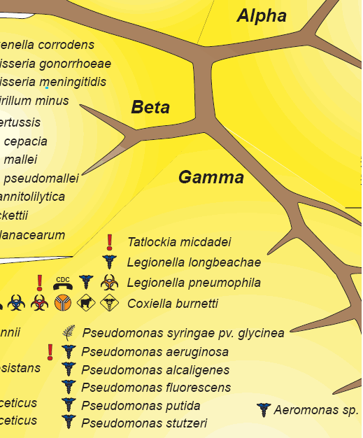 Zoom of Phylogenetic Tree showing Legionella pneumophila and other Gamma Proteobacteria