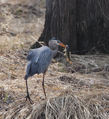 Great Blue Heron Photo by John and Fil Larson