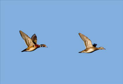 Drake and Hen Wood Ducks Photo by Scott McWatty