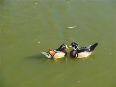 Drake Wood Duck and Mandarin Duck Photo by Travis Speight