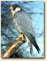 http://www.peregrinefund.org/Explore_Raptors/falcons/peregrin.html