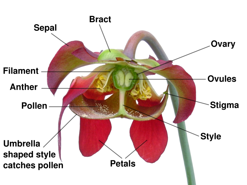 http://en.wikipedia.org/wiki/Image:Sarracenia_flower_notitles.svg