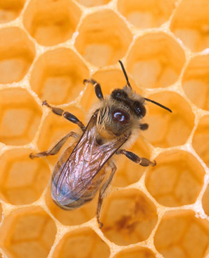 picture courtesy of http://www.otago.ac.nz/news/news/2006/26-10-honeybee.jpg