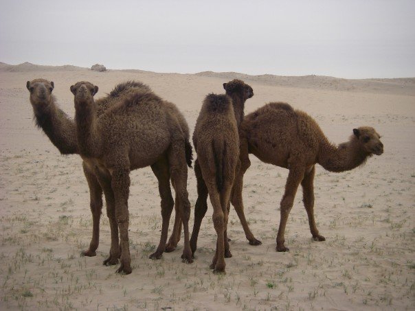 Juvinile Camels