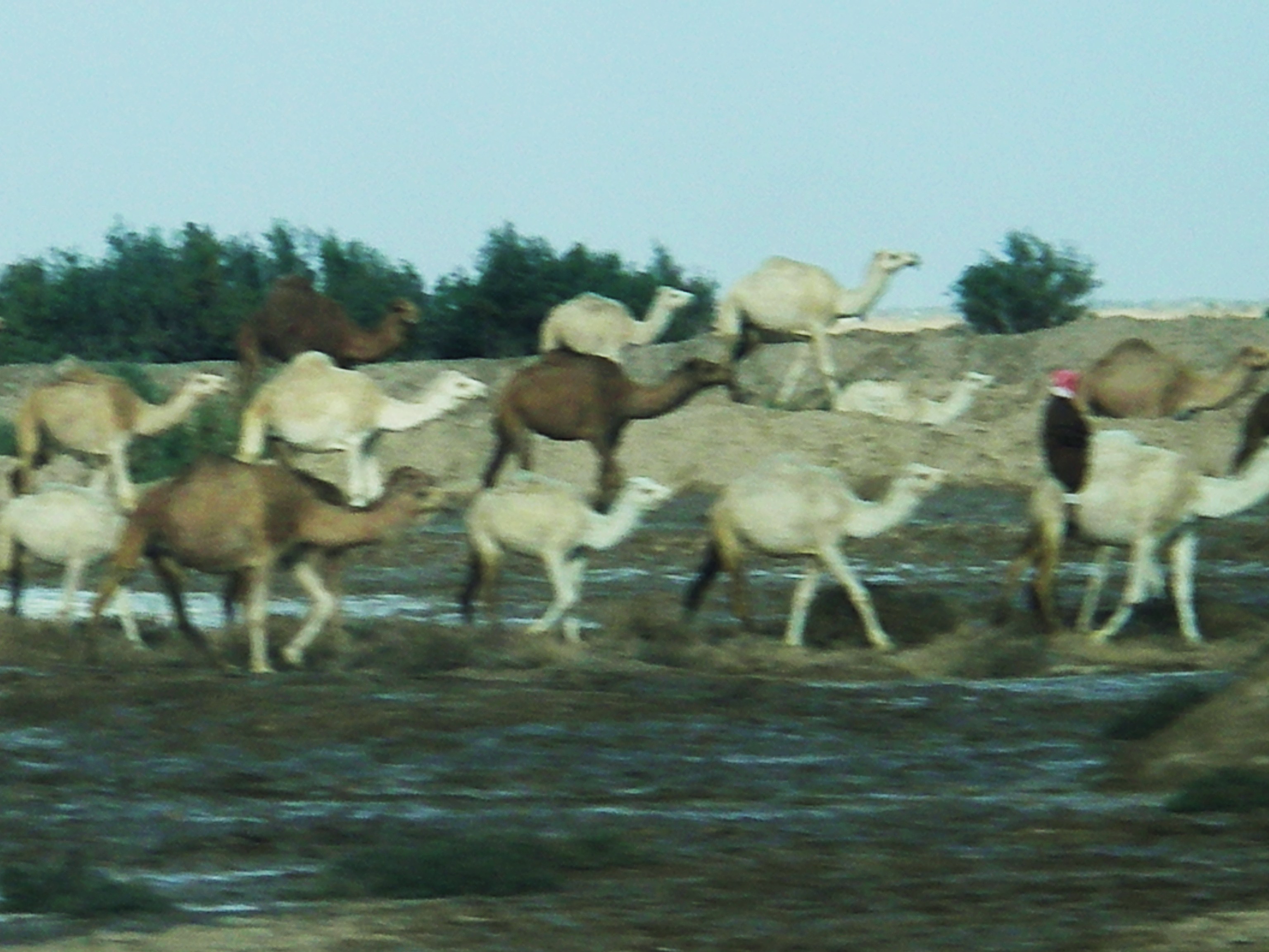 Camels Migrating