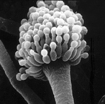 Conidial head, Public Domain, found at: http://commons.wikimedia.org/wiki/Image:Aspergillus.gif