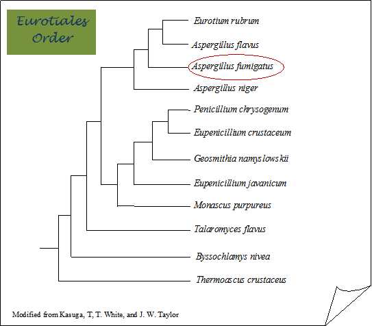 Phylogenetic Tree, modified from Kasuga, T., T. White, and J.W. Taylor 2002