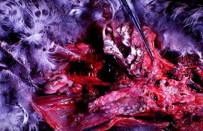 Duck lung infected with A. fumigatus, Courtesy of Dr. Volk