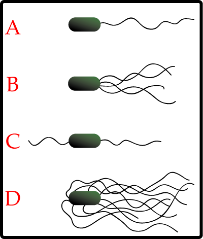 Retrieved from: http://commons.wikimedia.org/wiki/Image:Flagella.png (Link To)