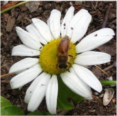 Honey bee on a flower. Photo courtesey of Chris Hansen of Hansen Honey