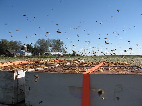 Honey bees flying around. Photo courtsey of Chris Hansen of Hansen Honey