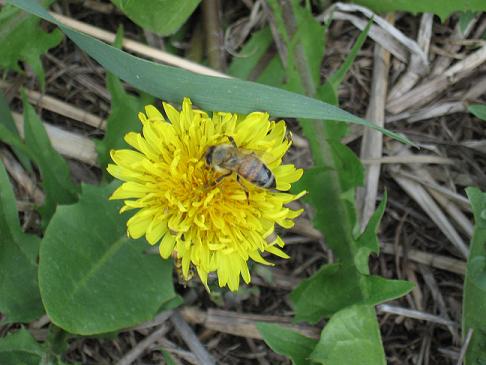 Honey bee on a flower. Photo courtesy of Chris Hansen of Hansen Honey