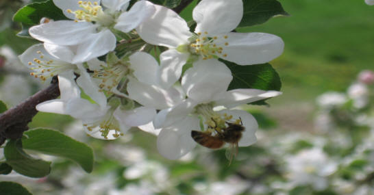 Honey bee on a flower. Photo courtesy of Chris Hansen of Hansen Honey