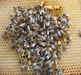 Honey bees on honey comb. Photo courtesy of Chris Hansen of Hansen Honey
