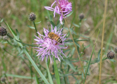 Honey bee on a flower. Photo courtesy of Chris Hansen of Hansen Honey Inc.