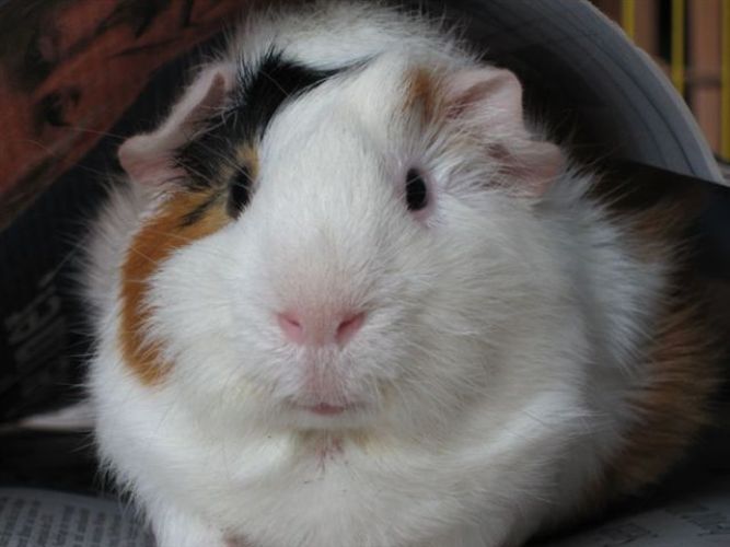 A thoughtful guinea pig, found in the free domain