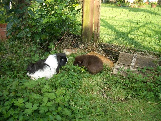 Two guinea pigs enjoying the outdoors, found in the free domain