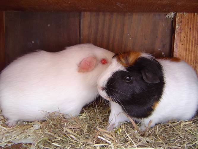 An albino guinea pig with its mate, found in the free domain