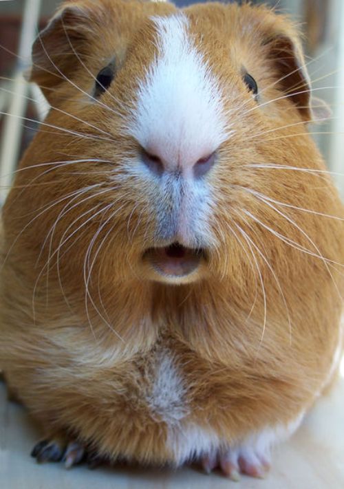 An adorable guinea pig, found in the free domain