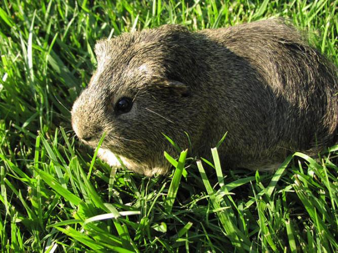 Guinea pig sitting in the grass, found in the free domain