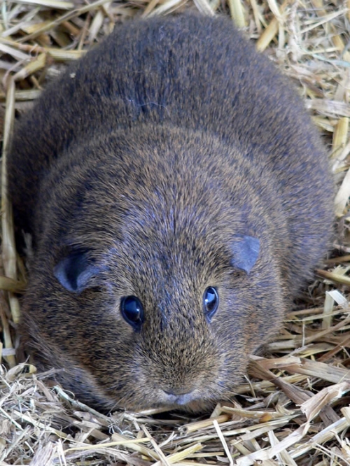 A cute guinea pig laying in its bedding, courtesy of http://www.freedigitalphotos.net/