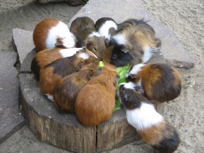 A family of guinea pigs eating lettuce, found in the free domain