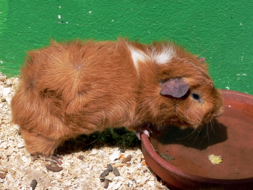 A guinea pig peering into its dish, courtesy of http://www.freedigitalphotos.net/