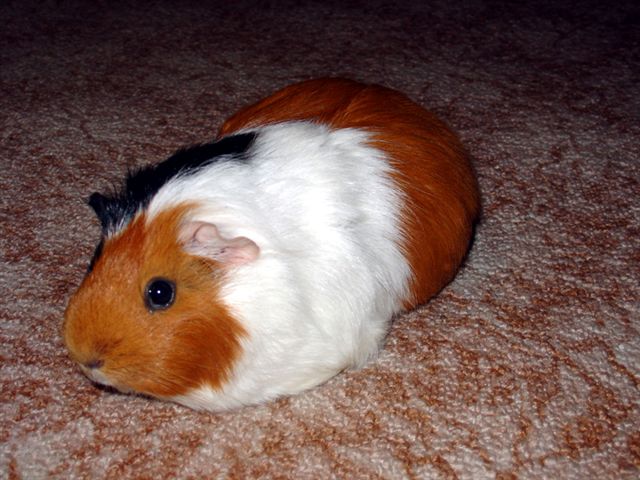 A guinea pig hanging out on the carpet, found in the free domain